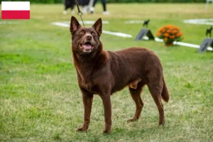 Read more about the article Criadores de Kelpie australiano e cachorros na Polónia
