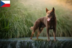 Read more about the article Criadores de Kelpie australiano e cachorros na República Checa