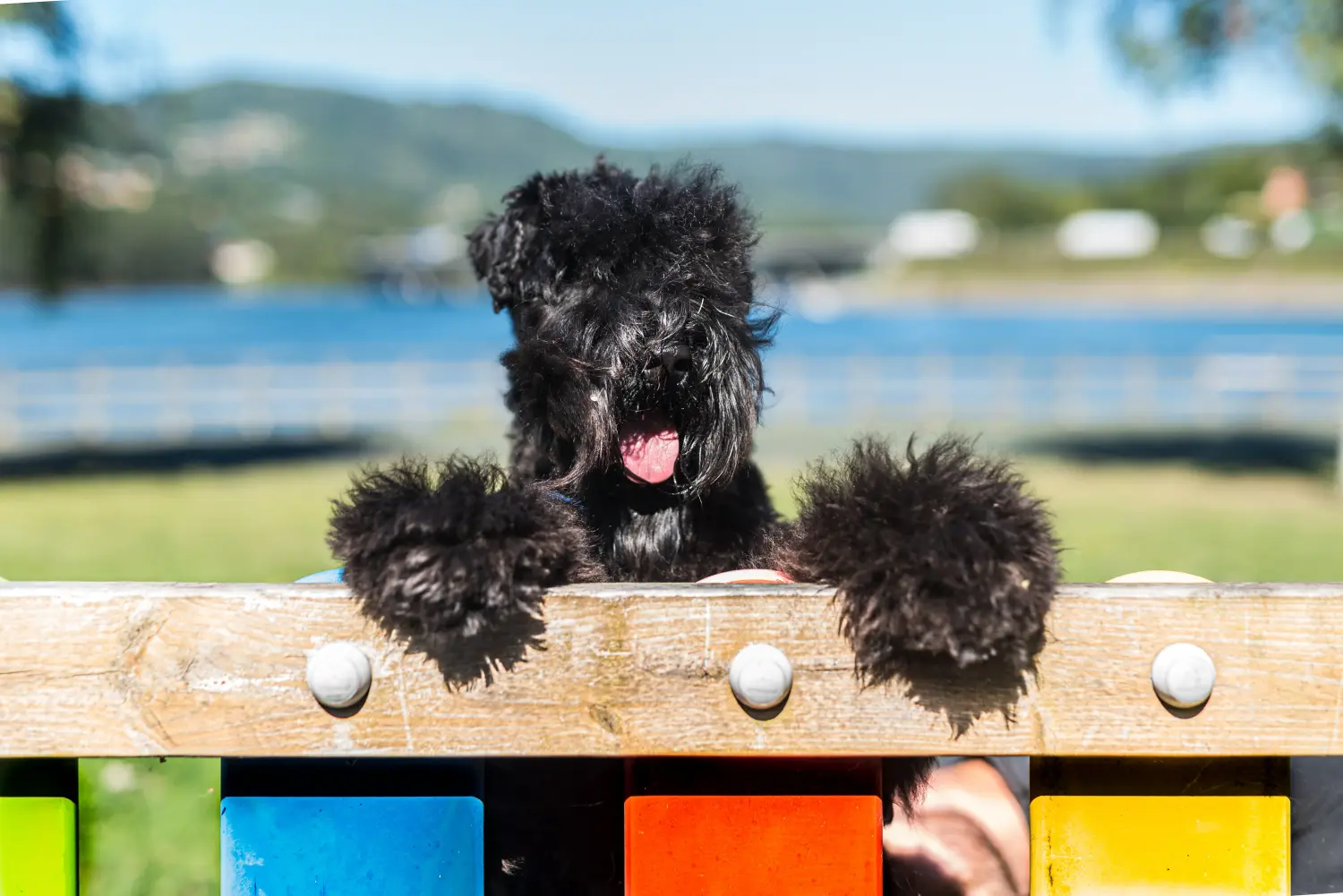 Comprar um cachorro Kerry Blue Terrier significa assumir responsabilidades! Comprar cachorros Kerry Blue Terrier.