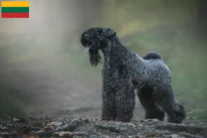 Read more about the article Criadores de Kerry Blue Terrier e cachorros na Lituânia