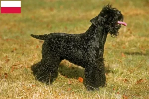 Read more about the article Criadores de Kerry Blue Terrier e cachorros na Polónia