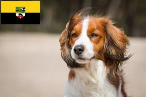 Read more about the article Criadores de Kooikerhondje holandês e cachorros na Saxónia-Anhalt