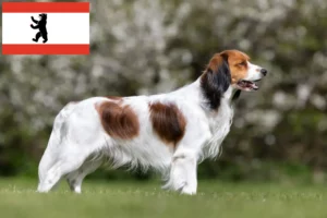 Read more about the article Criadores de Kooikerhondje holandês e cachorros em Berlim