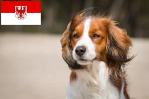 Read more about the article Criadores de Kooikerhondje holandês e cachorros em Brandenburg