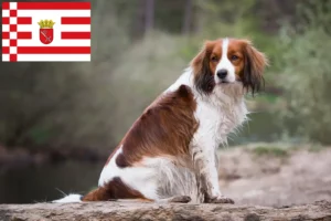 Read more about the article Criadores de Kooikerhondje holandês e cachorros em Bremen