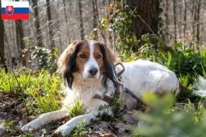 Read more about the article Criadores de Kooikerhondje holandês e cachorros na Eslováquia