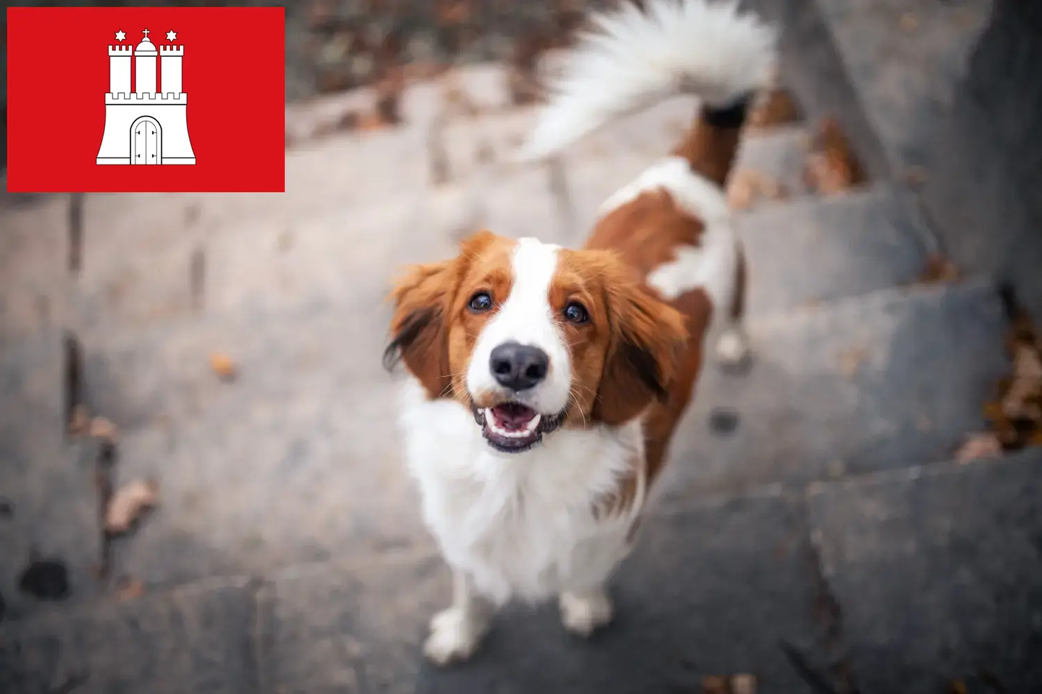 Read more about the article Criadores de Kooikerhondje holandês e cachorros em Hamburgo