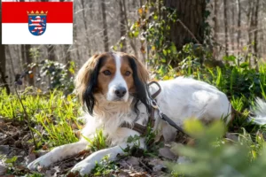 Read more about the article Criadores de Kooikerhondje holandês e cachorros em Hessen