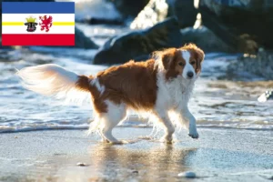 Read more about the article Criadores de Kooikerhondje holandeses e cachorros em Mecklenburg-Vorpommern