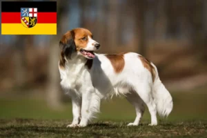 Read more about the article Criadores de Kooikerhondje holandês e cachorros em Sarre