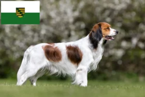 Read more about the article Criadores de Kooikerhondje holandeses e cachorros na Saxónia
