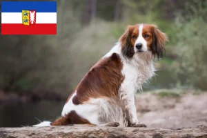 Read more about the article Criadores de Kooikerhondje holandeses e cachorros em Schleswig-Holstein