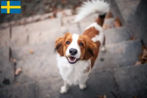 Read more about the article Criadores de Kooikerhondje holandês e cachorros na Suécia