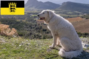Read more about the article Criadores de Kuvasz e cachorros em Baden-Württemberg