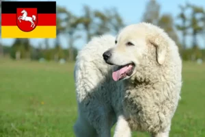Read more about the article Criadores de Kuvasz e cachorros na Baixa Saxónia
