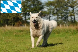 Read more about the article Criadores de Kuvasz e cachorros na Baviera