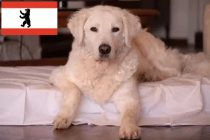 Read more about the article Kuvasz criador e cachorros em Berlim