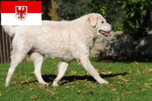 Read more about the article Kuvasz criadores e cachorros em Brandenburg