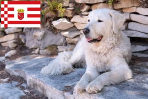 Read more about the article Kuvasz criador e cachorros em Bremen