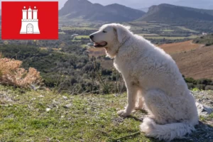 Read more about the article Kuvasz criador e cachorros em Hamburgo