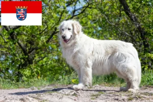 Read more about the article Kuvasz criadores e cachorros em Hessen