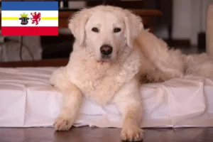 Read more about the article Criadores de Kuvasz e cachorros em Mecklenburg-Vorpommern