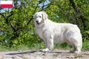 Read more about the article Kuvasz criadores e cachorros na Polónia