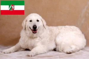 Read more about the article Criadores de Kuvasz e cachorros na Renânia do Norte-Vestefália