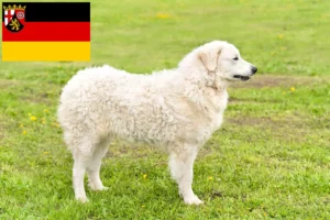 Read more about the article Criadores de Kuvasz e cachorros na Renânia-Palatinado