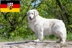 Read more about the article Criadores de Kuvasz e cachorros no Sarre