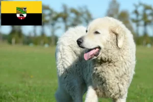 Read more about the article Criadores de Kuvasz e cachorros em Saxónia-Anhalt