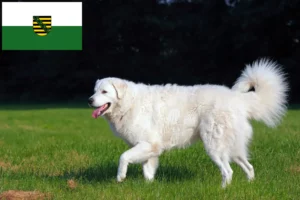 Read more about the article Criadores de Kuvasz e cachorros na Saxónia