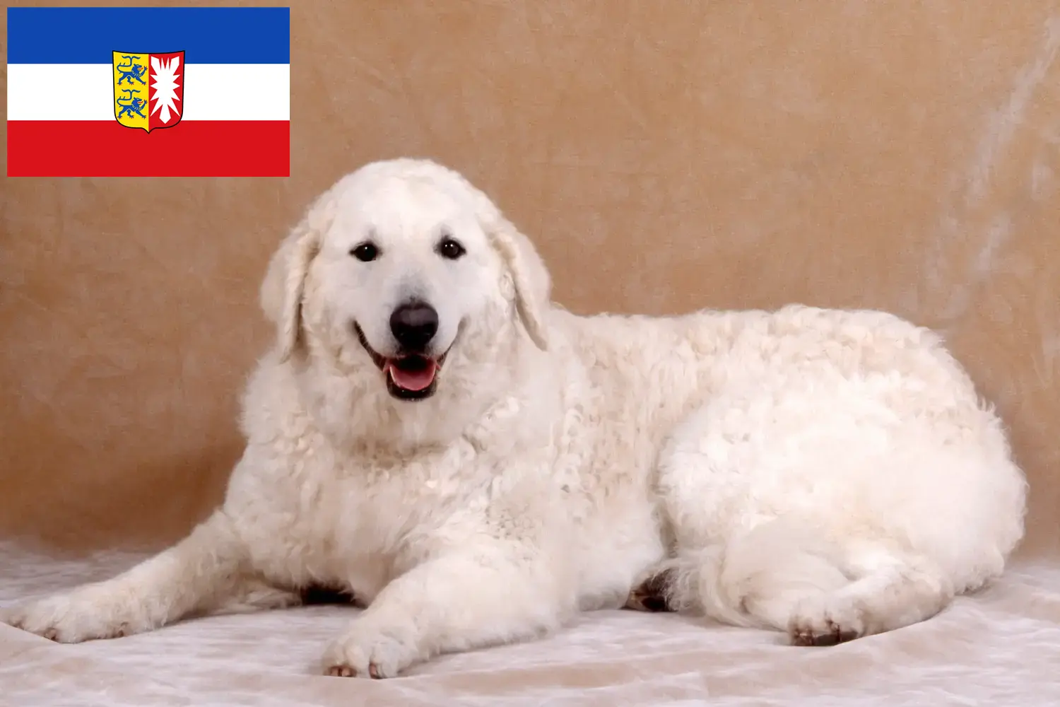 Kuvasz cachorros e criador Schleswig-Holstein Aqui pode encontrar criadores de Kuvasz em Schleswig-Holstein.