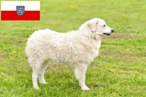 Read more about the article Kuvasz criadores e cachorros em Thuringia