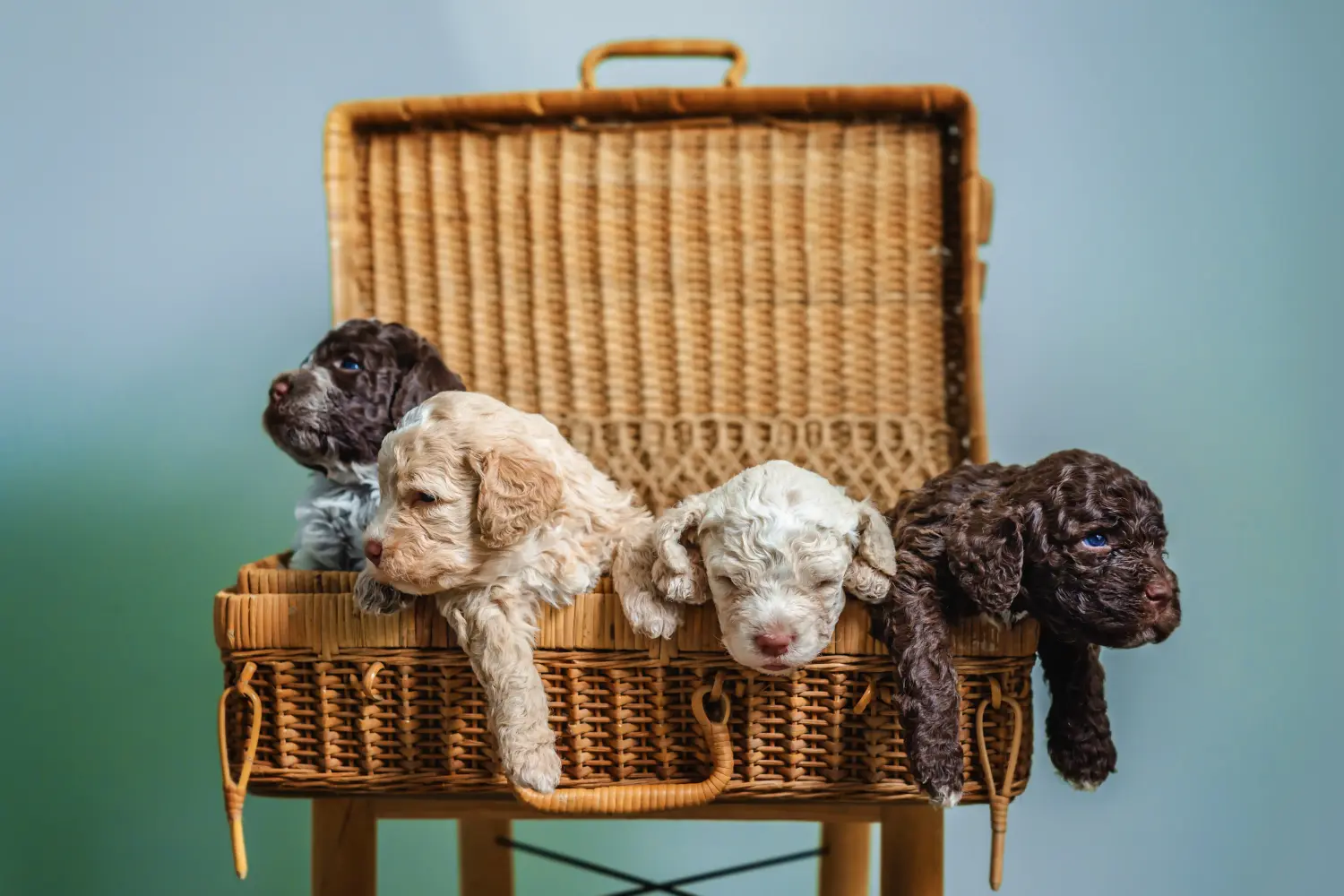 Comprar um cachorro Lagotto Romagnolo significa assumir a responsabilidade! Comprar cachorros Lagotto Romagnolo.