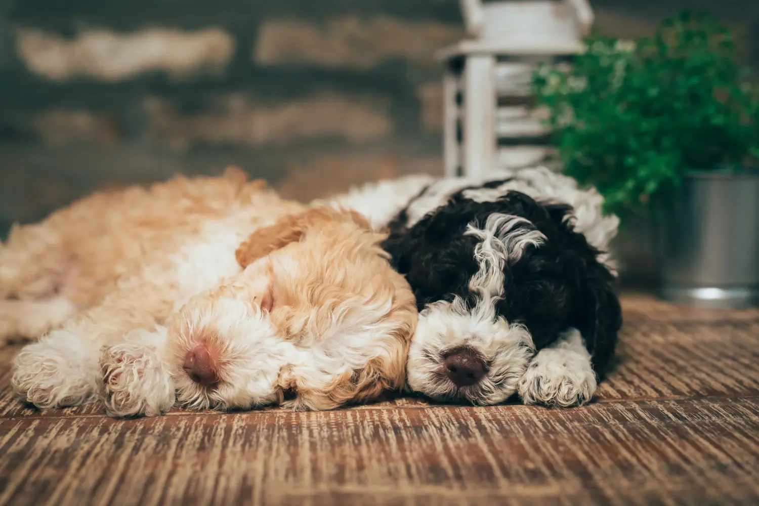 Comprar um cachorro Lagotto Romagnolo significa assumir a responsabilidade! Comprar cachorros Lagotto Romagnolo.