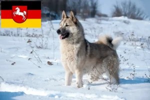 Read more about the article Criadores de Laika e cachorros na Baixa Saxónia