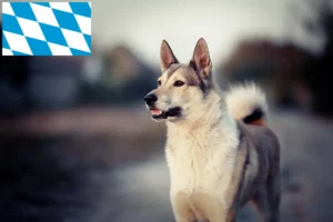 Read more about the article Criadores de Laika e cachorros na Baviera