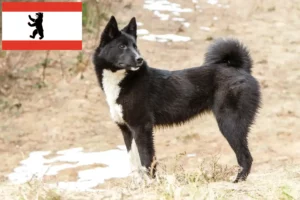 Read more about the article Criadores de Laika e cachorros em Berlim