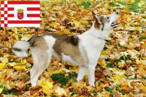 Read more about the article Criador de Laika e cachorros em Bremen