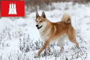 Read more about the article Criadores de Laika e cachorros em Hamburgo
