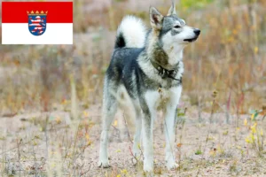 Read more about the article Criadores de Laika e cachorros em Hessen