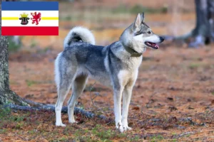 Read more about the article Criadores de Laika e cachorros em Mecklenburg-Vorpommern
