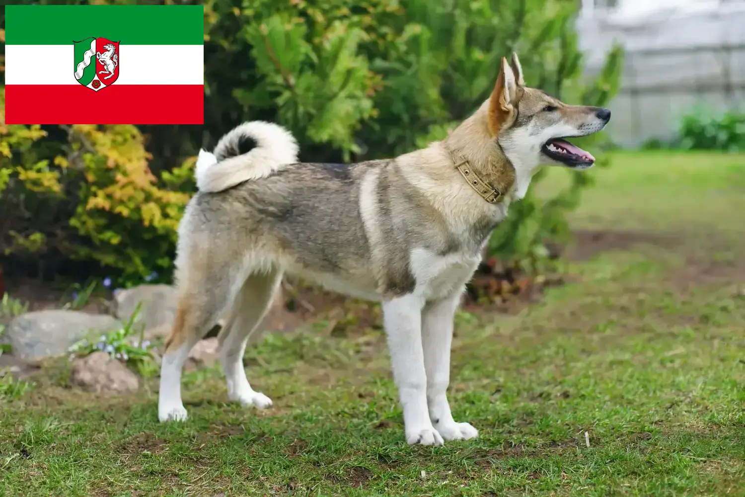 Laika cachorros e criadores Renânia do Norte-Vestefália Aqui pode encontrar criadores de Laika na Renânia do Norte-Vestefália.