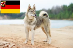 Read more about the article Criadores de Laika e cachorros em Renânia-Palatinado