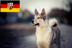 Read more about the article Criadores de Laika e cachorros em Saarland