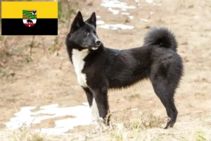 Read more about the article Criadores de Laika e cachorros em Saxónia-Anhalt