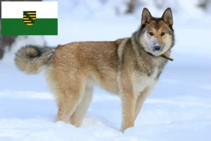 Read more about the article Criadores de Laika e cachorros na Saxónia