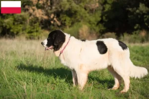 Read more about the article Landseer criadores e cachorros na Polónia