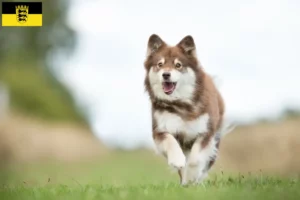 Read more about the article Criadores de Lapphund finlandês e cachorros em Baden-Württemberg
